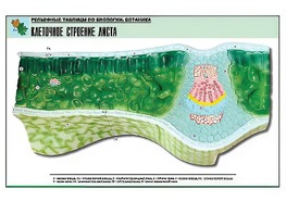 Рельефная таблица "Клеточное строение листа" (формат А1, матовое ламинирование) - fgospostavki.ru - Белово