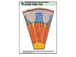 Рельефная таблица "Клеточное строение стебля" (формат А1, матовое ламинирование) - fgospostavki.ru - Белово