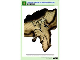 Рельефная таблица "Археоптерикс" (формат А1, матовое ламинирование) - fgospostavki.ru - Белово