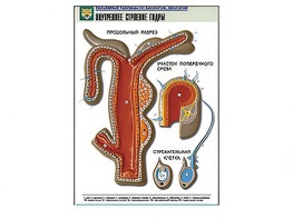 Рельефная таблица "Внутреннее строение гидры" - fgospostavki.ru - Белово