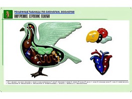 Рельефная таблица "Внутреннее строение голубя" (формат А1, матовое ламинирование) - fgospostavki.ru - Белово
