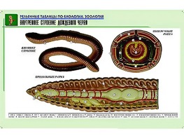 Рельефная таблица "Внутреннее строение дождевого червя" (формат А1, матовое ламинирование) - fgospostavki.ru - Белово