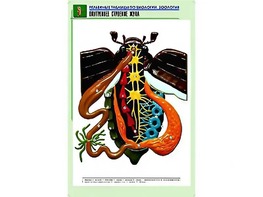 Рельефная таблица "Внутреннее строение жука" (формат А1, матовое ламинирование) - fgospostavki.ru - Белово