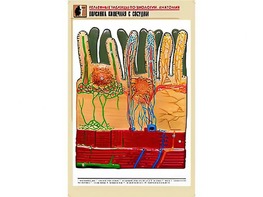 Рельефная таблица "Ворсинка кишечная с сосудом" (формат А1, матовое ламинирование) - fgospostavki.ru - Белово