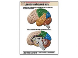 Рельефная таблица "Доли полушарий головного мозга" (формат А1, матовое ламинирование) - fgospostavki.ru - Белово