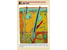 Рельефная таблица "Кожа. Разрез" (формат А1, матовое ламинирование) - fgospostavki.ru - Белово