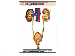 Рельефная таблица "Мочевыделительная система" (формат А1, матовое ламинирование) - fgospostavki.ru - Белово