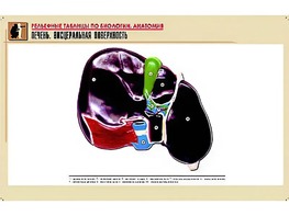 Рельефная таблица "Печень. Висцеральная поверхность" (формат А1, матовое ламинирование) - fgospostavki.ru - Белово