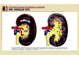Рельефная таблица "Почка. Фронтальный разрез" (формат А1, матовое ламинирование) - fgospostavki.ru - Белово