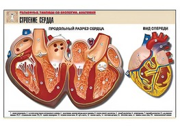 Рельефная таблица "Строение сердца" (формат А1, матовое ламинирование) - fgospostavki.ru - Белово