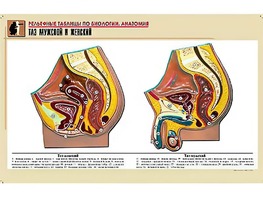 Рельефная таблица "Таз мужской и женский" (формат А1, матовое ламинирование) - fgospostavki.ru - Белово
