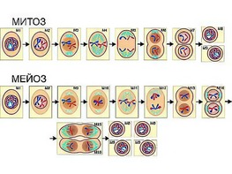 Модель-аппликация "Деление клетки. Митоз и мейоз" (ламинированная) - fgospostavki.ru - Белово