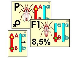 Модель-аппликация "Перекрест хромосом" (ламинированная) - fgospostavki.ru - Белово