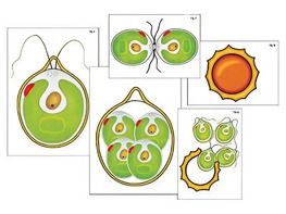 Модель-аппликация "Размножение одноклеточной водоросли" (ламинированная) - fgospostavki.ru - Белово