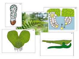 Модель-аппликация "Размножение папоротника" (ламинированная) - fgospostavki.ru - Белово