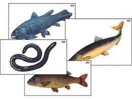 Модель-аппликация "Разнообразие низших и высших хордовых" (ламинированная) - fgospostavki.ru - Белово