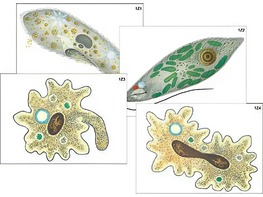 Модель-аппликация "Строение и разнообразие простейших" (ламинированная) - fgospostavki.ru - Белово