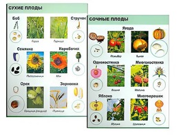Коллекция "Семена и плоды" - fgospostavki.ru - Белово