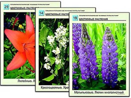 Гербарий фотографический "Основные группы растений" - fgospostavki.ru - Белово