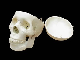 Модель "Череп человека" - fgospostavki.ru - Белово