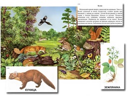 Магнитный плакат-аппликация "Лес: биоразнообразие и взаимосвязи в сообществе" - fgospostavki.ru - Белово