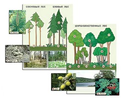 Гербарий фотографический "Растительные сообщества. Лес" (раздаточный) - fgospostavki.ru - Белово