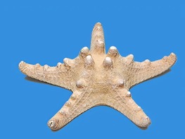 Сухой препарат "Звезда морская" - fgospostavki.ru - Белово