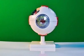 Модель глаза - fgospostavki.ru - Белово