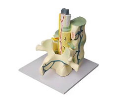 Модель части позвоночника человека - fgospostavki.ru - Белово