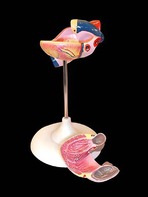Модель сердца (лабораторная) - fgospostavki.ru - Белово