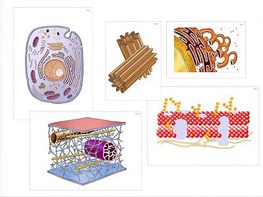 Модель-аппликация "Строение клетки" (ламинированная) - fgospostavki.ru - Белово