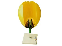 Модель цветка тюльпана - fgospostavki.ru - Белово