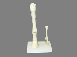 Модель "Скелет конечностей лошади и овцы" (на подставке) - fgospostavki.ru - Белово