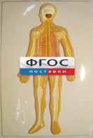 Модель барельефная "Нервная система человека" - fgospostavki.ru - Белово