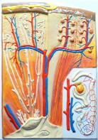 Модель барельефная "Почка" (макро-микростроение) - fgospostavki.ru - Белово