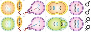 Модель-аппликация Гаметогенез у человека и млекопитающих - fgospostavki.ru - Белово