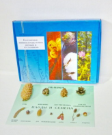 Коллекция "Шишки, плоды, семена деревьев и кустарников" - fgospostavki.ru - Белово