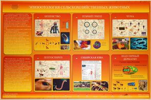 Электрифицированный стенд «Эпизоотология сельскохозяйственных животных» - fgospostavki.ru - Белово