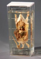 Влажный препарат "Внутреннее строение крысы" - fgospostavki.ru - Белово