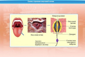 Интерактивные курсы. Биология 10 класс. Расширенный. - fgospostavki.ru - Белово