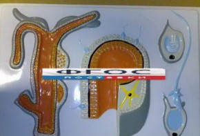 Модель барельефная "Внутреннее строение гидры" - fgospostavki.ru - Белово