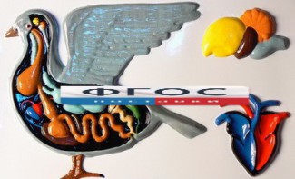 Модель барельефная "Внутреннее строение голубя" - fgospostavki.ru - Белово