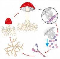 Модель-аппликация Размножение шляпочного гриба - fgospostavki.ru - Белово