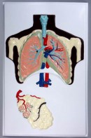 Модель барельефная "Строение легких" - fgospostavki.ru - Белово