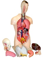 Торс человека разборный (42 см.) - fgospostavki.ru - Белово