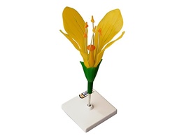 Модель цветка капусты - fgospostavki.ru - Белово