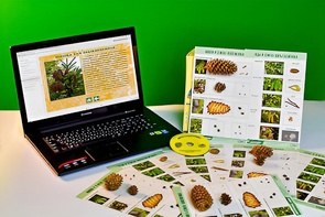 Коллекция натурально-интерактивная "Шишки, плоды, семена деревьев и кустарников" - fgospostavki.ru - Белово