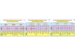 Плакаты ПРОФТЕХ "Ассортимент продовольственных товаров" (3 пл, винил, 70х100) - fgospostavki.ru - Белово