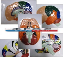 Модель барельефная "Доли, извилины, цитоархитектонические поля головного мозга" (5 планшетов) - fgospostavki.ru - Белово