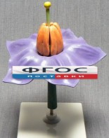 Модель "Цветок картофеля" - fgospostavki.ru - Белово